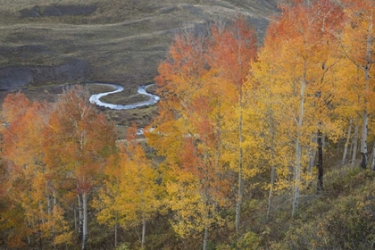 Picture of CO, GUNNISON NF ASPEN GROVE AT PEAK AUTUMN COLOR