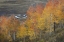 Picture of CO, GUNNISON NF ASPEN GROVE AT PEAK AUTUMN COLOR