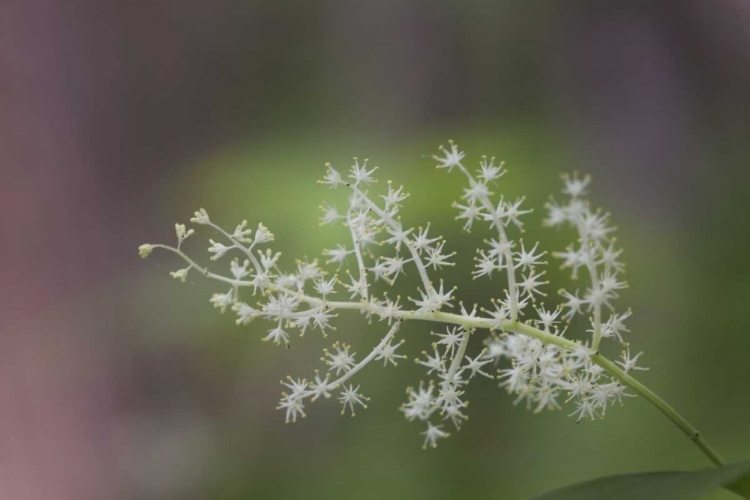 Picture of TN, GREAT SMOKY MTS FALSE SOLOMONS SEAL FLOWERS