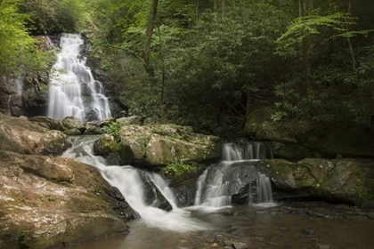 Picture of TN, GREAT SMOKY MTS INDIAN FLATS FALLS LANDSCAPE