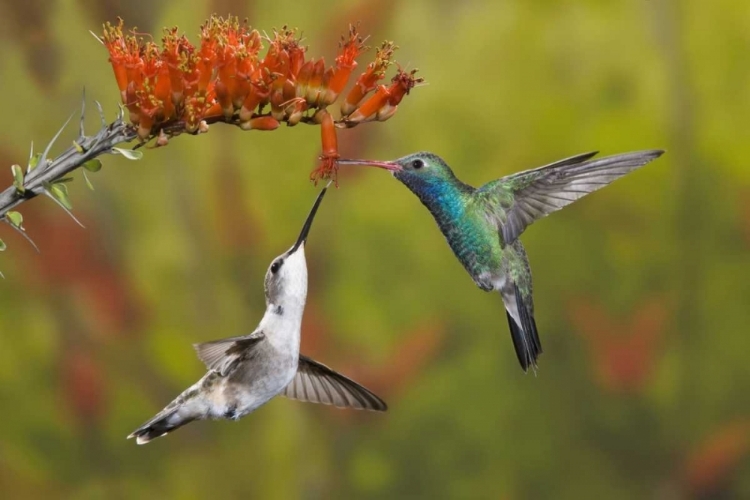 Picture of AZ, SONORAN DESERT HUMMINGBIRD SHARE AN OCOTILLO