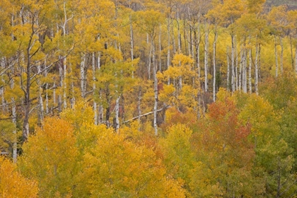 Picture of CO, WHITE RIVER NF ASPEN GROVE IN AUTUMN FOLIAGE