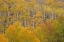 Picture of CO, WHITE RIVER NF ASPEN GROVE IN AUTUMN FOLIAGE