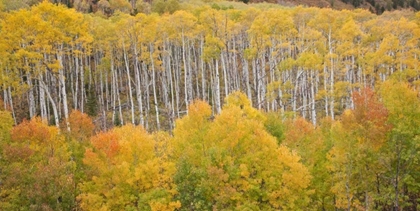 Picture of CO, WHITE RIVER NF ASPEN GROVE IN AUTUMN FOLIAGE