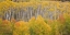 Picture of CO, WHITE RIVER NF ASPEN GROVE IN AUTUMN FOLIAGE