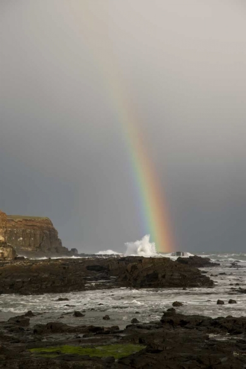 Picture of NEW ZEALAND, SOUTH ISLAND RAINBOW OVER CURIO BAY