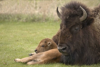 Picture of WY, YELLOWSTONE BISON RESTING ON GRASS WITH CALF