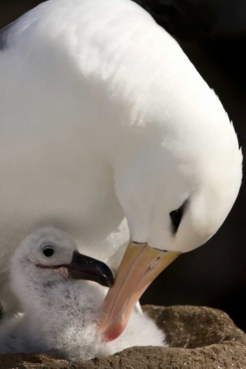 Picture of NEW ISLAND BLACK-BROWED ALBATROSS PREENING CHICK