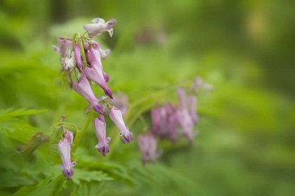 Picture of TN, GREAT SMOKY MTS BLEEDING HEART IN CADES COVE