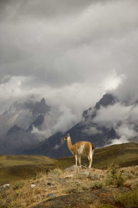 Picture of CHILE, TORRES DEL PAINE NP A SPOTLIGHTED GUANACO