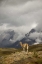 Picture of CHILE, TORRES DEL PAINE NP A SPOTLIGHTED GUANACO