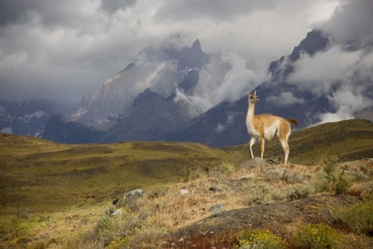 Picture of CHILE, TORRES DEL PAINE NP A SPOTLIGHTED GUANACO