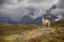 Picture of CHILE, TORRES DEL PAINE NP A SPOTLIGHTED GUANACO