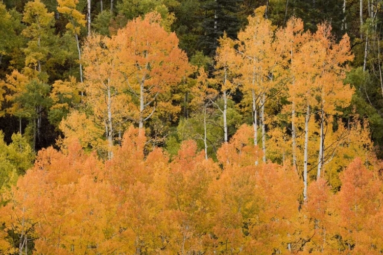 Picture of CO, UNCOMPAHGRE NF GROVE OF ORANGE-TINGED ASPENS