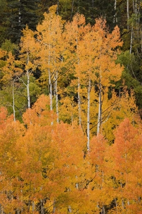 Picture of CO, UNCOMPAHGRE NF GROVE OF ORANGE-TINGED ASPENS