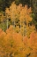 Picture of CO, UNCOMPAHGRE NF GROVE OF ORANGE-TINGED ASPENS