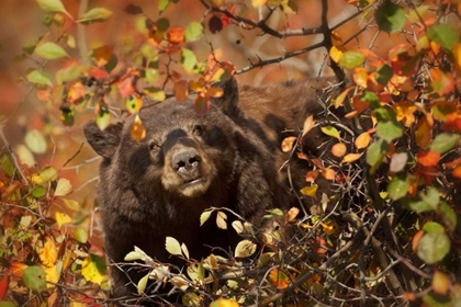 Picture of WY, GRAND TETONS BLACK BEAR FORAGING FOR BERRIES