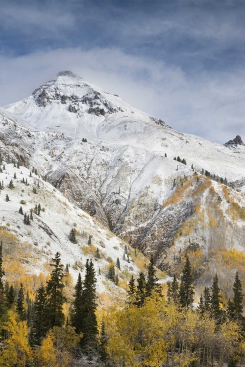 Picture of CO, UNCOMPAHGRE NF MOUNTAIN AND ASPENS IN AUTUMN