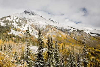 Picture of CO, UNCOMPAHGRE NF MOUNTAIN AND ASPENS IN AUTUMN