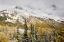 Picture of CO, UNCOMPAHGRE NF MOUNTAIN AND ASPENS IN AUTUMN