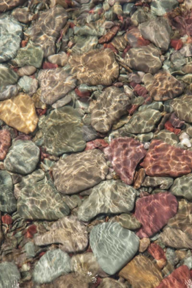 Picture of MT, GLACIER NP STONES LINE SHORE ON ST MARY LAKE