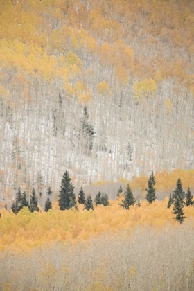Picture of CO, SAN JUAN MTS SPRUCE MIXED WITH ASPEN, AUTUMN