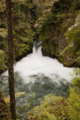 Picture of NEW ZEALAND THE KAITUNA RIVER OVER TUTEAS FALLS