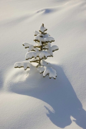Picture of CANADA, JASPER NP A YOUNG TREE COVERED WITH SNOW