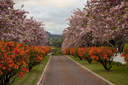 Picture of NEW ZEALAND, NORTH ISLAND CHERRY TREE IN BLOSSOM