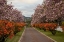 Picture of NEW ZEALAND, NORTH ISLAND CHERRY TREE IN BLOSSOM