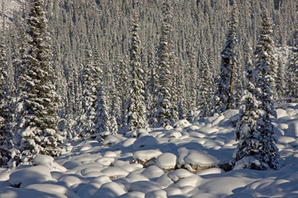 Picture of CANADA, ALBERTA, JASPER NP SNOWY ROCKS AND TREES