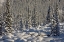 Picture of CANADA, ALBERTA, JASPER NP SNOWY ROCKS AND TREES