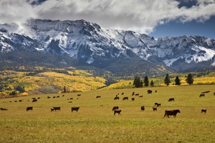 Picture of CO, UNCOMPAHGRE NF, HASTINGS MESA CATTLE GRAZING