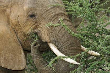 Picture of KENYA, SAMBURU RESERVE ELEPHANT EATING ACACIA