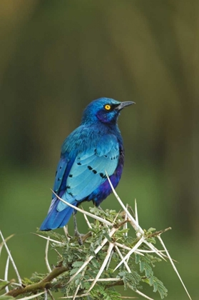 Picture of KENYA, LAKE NAKURU NP STARLING BIRD ON ACACIA