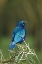 Picture of KENYA, LAKE NAKURU NP STARLING BIRD ON ACACIA