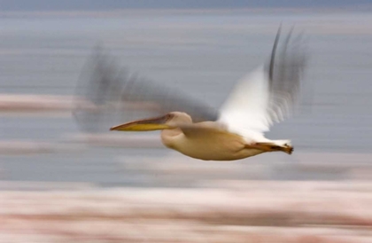 Picture of KENYA, LAKE NAKURU NP MOTION BLUR OF PELICANS