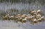 Picture of KENYA, LAKE NAKURU NP FLOCK OF WHITE PELICANS