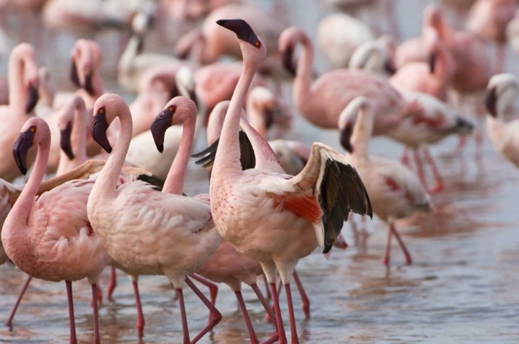 Picture of KENYA, LAKE NAKURU NP FLAMINGOSON LAKE NAKURU