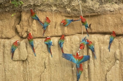 Picture of PERU, AMAZON, RED AND GREEN MACAWS EATING CLAY