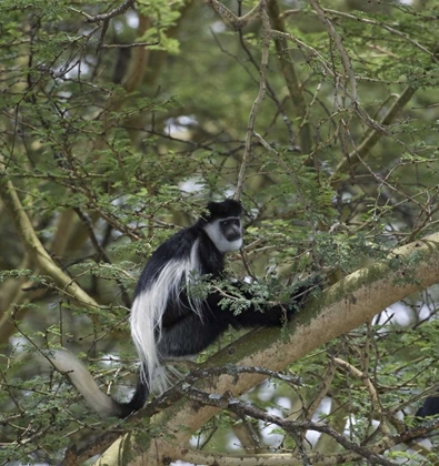 Picture of KENYA, LAKE NAKURU NP COLOBUS MONKEY IN A TREE