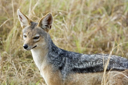 Picture of KENYA, MASAI MARA BLACK-BACKED JACKAL CLOSE-UP