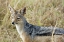 Picture of KENYA, MASAI MARA BLACK-BACKED JACKAL CLOSE-UP