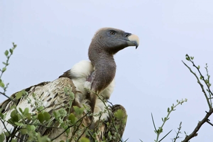 Picture of KENYA, MASAI MARA WHITE-BACK VULTURE IN A TREE