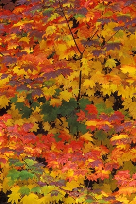 Picture of WA, MT BAKER/SNOQUALMIE NF, VINE MAPLE IN FALL