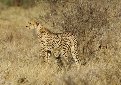 Picture of KENYA, SAMBURU RESERVE CHEETAH WITH TWO BABIES