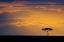 Picture of KENYA, MASAI MARA SUNRISE SILHOUETTES AN ACACIA