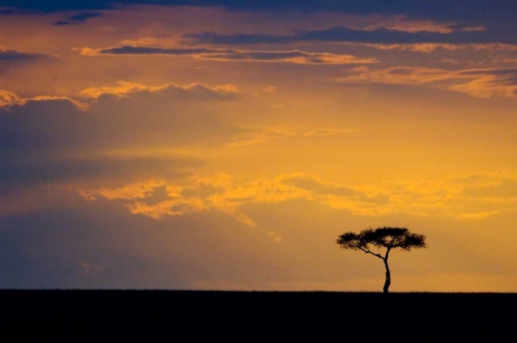 Picture of KENYA, MASAI MARA SUNRISE SILHOUETTES AN ACACIA