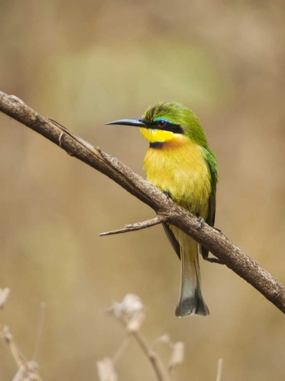 Picture of TANZANIA, LAKE MANYARA NP BEE-EATER ON A BRANCH