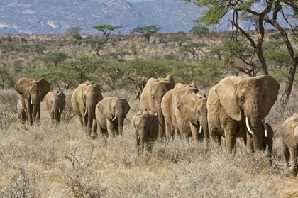 Picture of KENYA, SAMBURU RESERVE ELEPHANTS WALK IN A LINE